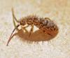 Orchesella villosa